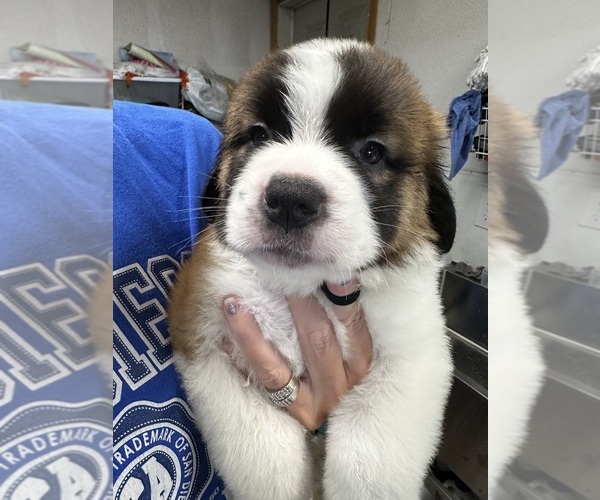 Medium Photo #1 Saint Bernard Puppy For Sale in PROSPER, TX, USA