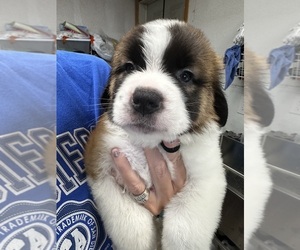Saint Bernard Puppy for sale in PROSPER, TX, USA