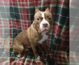 American Pit Bull Terrier Dogs for adoption in Springdale, PA, USA