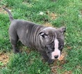 Small Photo #6 American Bully Puppy For Sale in BEAR GAP, PA, USA