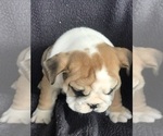 Small Photo #8 English Bulldog Puppy For Sale in BOWLING GREEN, KY, USA