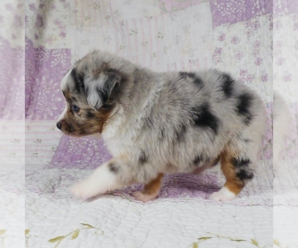 Medium Photo #11 Miniature Australian Shepherd Puppy For Sale in HARRISON, OH, USA