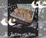 Small Photo #8 Goldendoodle Puppy For Sale in AZLE, TX, USA