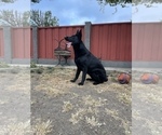 Small #48 German Shepherd Dog