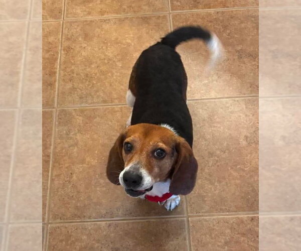 Medium Photo #11 Beagle Puppy For Sale in Dunnellon, FL, USA