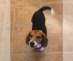 Small #10 Beagle