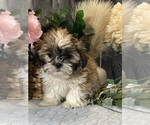 Small #4 Shih Tzu