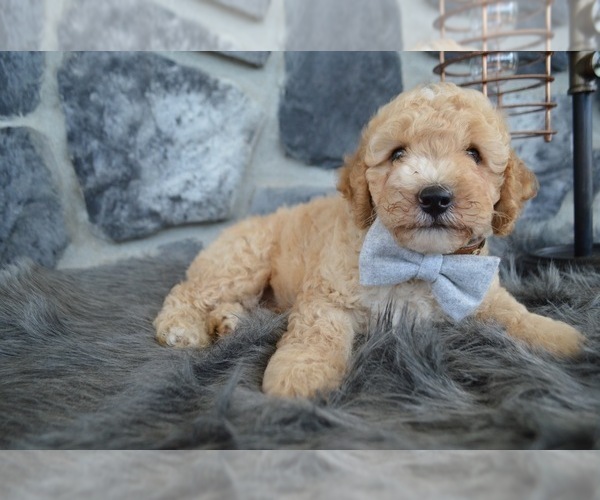 Medium Photo #6 Poodle (Miniature) Puppy For Sale in HONEY BROOK, PA, USA