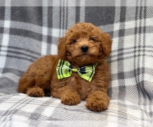 Goldendoodle-Poodle (Toy) Mix Puppy for sale in LAKELAND, FL, USA