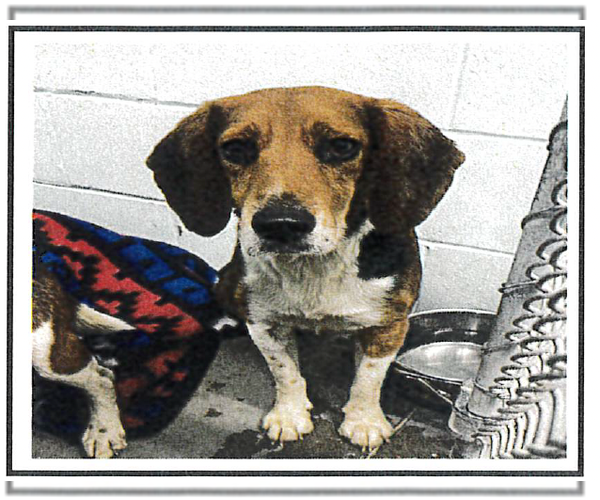 Medium Photo #4 Beagle Puppy For Sale in Tampa, FL, USA