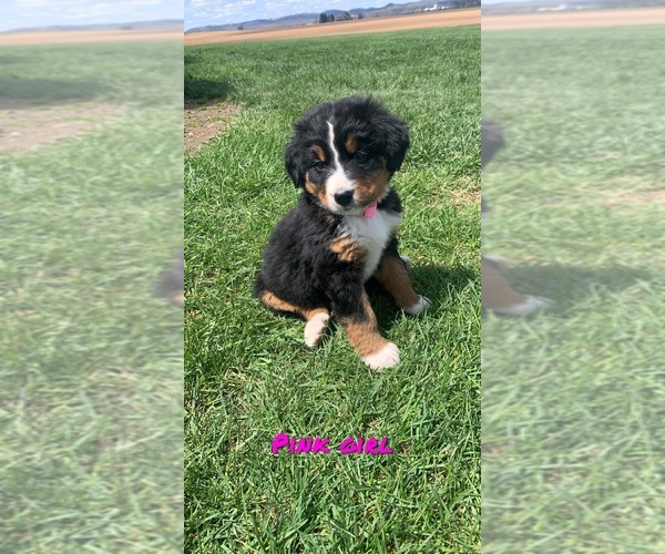 Medium Photo #8 Bernese Mountain Dog Puppy For Sale in BROWNSTOWN, IN, USA