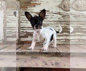 Rat Terrier-Unknown Mix Dogs for adoption in Carrollton, TX, USA