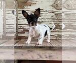 Small Rat Terrier Mix