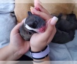 Puppy 2 French Bulldog