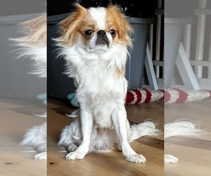 Father of the Japanese Chin puppies born on 04/17/2025