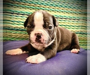 Boston Terrier Puppy for sale in WEBB CITY, MO, USA