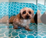 Small #3 Mutt