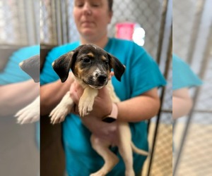 Beagle-Unknown Mix Dogs for adoption in SHERBURNE, NY, USA
