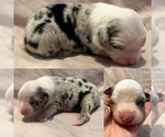 Small #2 Miniature Australian Shepherd