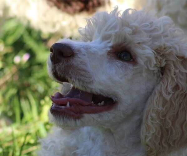 Medium Photo #6 Poodle (Standard) Puppy For Sale in LINDEN, TN, USA