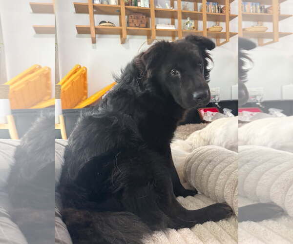 Medium Photo #2 Labrador Retriever-Unknown Mix Puppy For Sale in Los Angeles, CA, USA