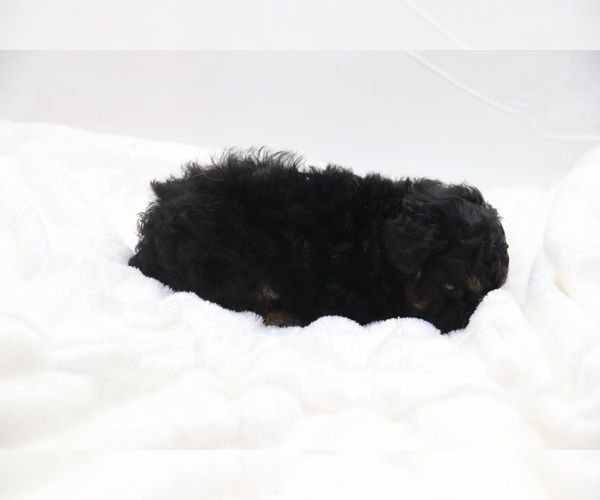 Medium Photo #26 Cockapoo Puppy For Sale in RIPLEY, TN, USA