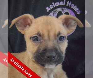 American Staffordshire Terrier-Boxer Mix Dogs for adoption in Huntley, IL, USA