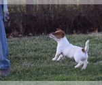 Small #5 Jack Russell Terrier