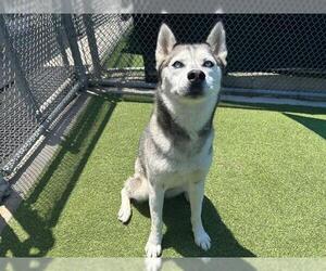 Siberian Husky-Unknown Mix Dogs for adoption in Grand Prairie, TX, USA