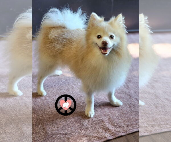 Medium Photo #2 Pomeranian Puppy For Sale in Lebanon, PA, USA