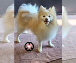 Small #1 Pomeranian