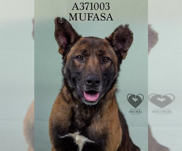 Medium Photo #2 German Shepherd Dog-Unknown Mix Puppy For Sale in Stockton, CA, USA