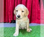 Puppy 5 Aussiedoodle-Australian Labradoodle Mix
