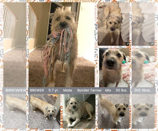 Medium Photo #1 Border Terrier-Unknown Mix Puppy For Sale in Mesa, AZ, USA