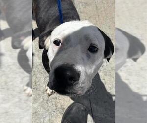 Mutt Dogs for adoption in Houston, TX, USA
