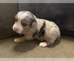 Small Photo #5 Miniature Australian Shepherd Puppy For Sale in LAS VEGAS, NV, USA