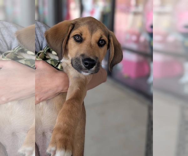 Medium Photo #3 Mutt Puppy For Sale in Holly Springs, NC, USA