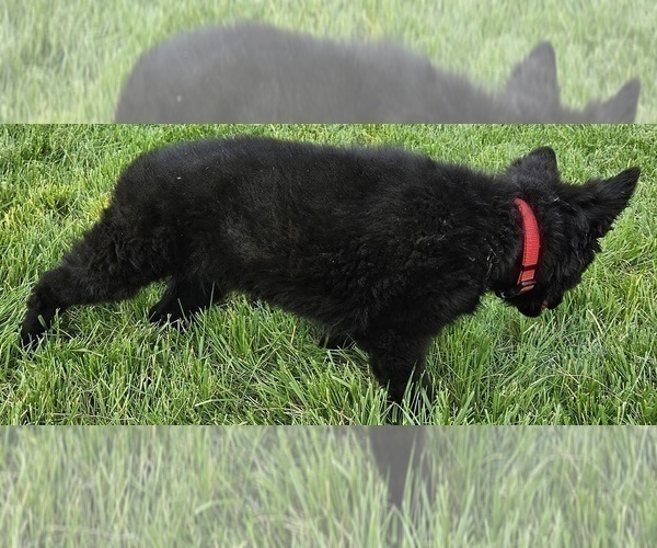 Medium Photo #8 German Shepherd Dog Puppy For Sale in EOLIA, MO, USA