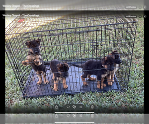 German Shepherd Dog Puppy for sale in WESLEY CHAPEL, FL, USA