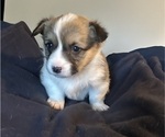 Puppy Puppy 7sqigirl Pembroke Welsh Corgi