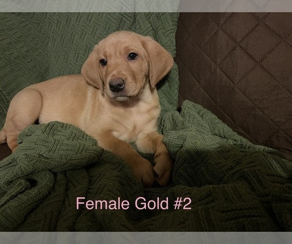 Medium Photo #4 Labrador Retriever Puppy For Sale in SLIDELL, LA, USA
