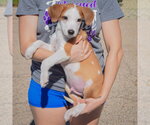 Small Photo #2 Border Collie-Collie Mix Puppy For Sale in Huntley, IL, USA
