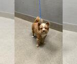 Small Chihuahua Mix