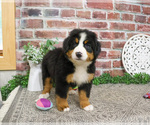 Small #3 Bernese Mountain Dog