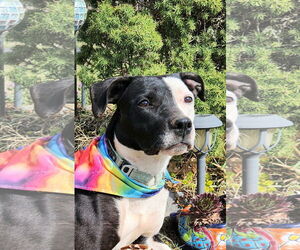Mutt Dogs for adoption in Guthrie, OK, USA
