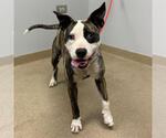 Small Boston Terrier Mix