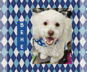 Maltichon Dogs for adoption in Littleton, CO, USA