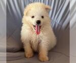 Small #1 American Eskimo Dog