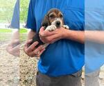 Puppy Puppy 2 Beagle