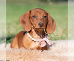 Small #2 Dachshund